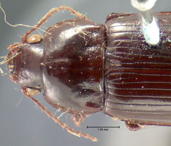 Media type: image;   Entomology 7387 Aspect: pronotum dorsal